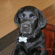 Blanding af racer Basse