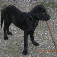 Blanding af racer Basse