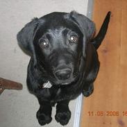 Blanding af racer Basse