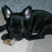 Fransk bulldog Coco