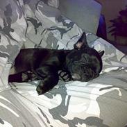 Fransk bulldog Coco