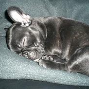 Fransk bulldog Coco