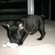 Fransk bulldog Coco