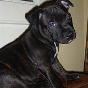 Staffordshire bull terrier Cisco