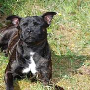 Staffordshire bull terrier Cisco