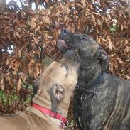 Dogo canario Capone *R.I.P 2009*
