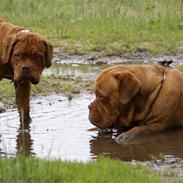 Dogue de bordeaux Kriton