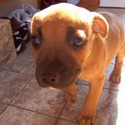 Staffordshire bull terrier zaki