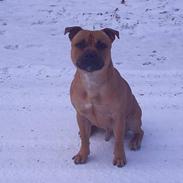 Staffordshire bull terrier zaki