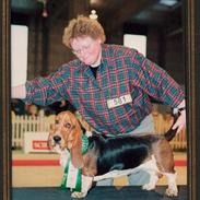 Basset hound Dingo's Daisy