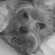 Yorkshire terrier Bandit