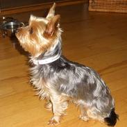 Yorkshire terrier Bandit