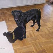 Labrador retriever mille