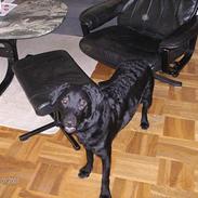 Labrador retriever mille