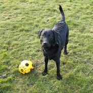 Labrador retriever mille