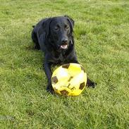 Labrador retriever mille