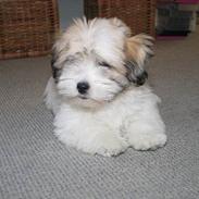 Coton de tulear Pixi