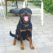 Rottweiler Tyson R.I.P