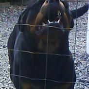 Rottweiler Tyson R.I.P