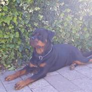 Rottweiler Tyson R.I.P