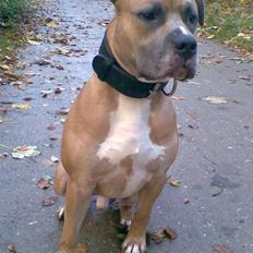 Amerikansk staffordshire terrier izo
