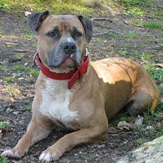 Amerikansk staffordshire terrier izo