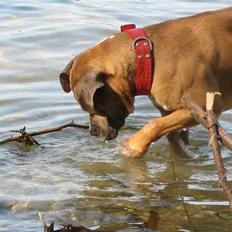 Amerikansk staffordshire terrier izo