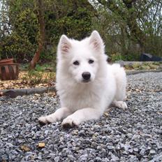 Samojedhund Smilla