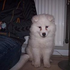 Samojedhund Smilla