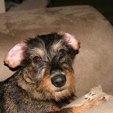 Gravhund Trunde, Ruhåret