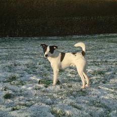 Jack russell terrier Milo