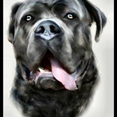 Cane corso Apollo R.I.P