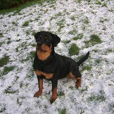 Rottweiler Hailey