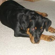 Rottweiler Hailey
