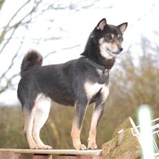 Shiba Laura