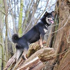 Shiba Laura