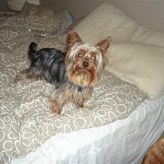 Yorkshire terrier Amigo  *RIP*