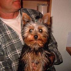 Yorkshire terrier Amigo  *RIP*