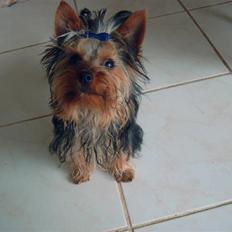 Yorkshire terrier Amigo  *RIP*