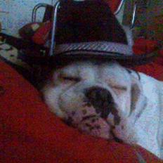 Olde english bulldogge Cæzar 'død'