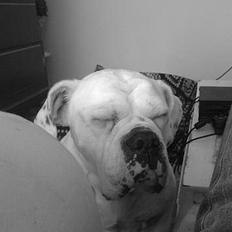 Olde english bulldogge Cæzar 'død'