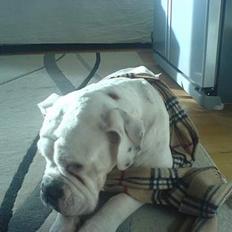 Olde english bulldogge Cæzar 'død'