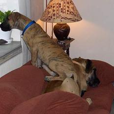 Grand danois Great Dane's Aihsa