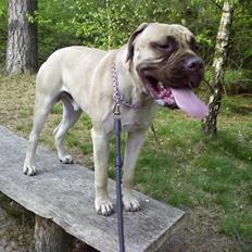Bullmastiff Bufas