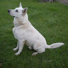 Hvid schæfer Qvikki