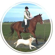 Hvid schæfer Qvikki