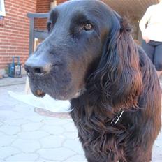 Flat coated retriever † Aladin - RIP †