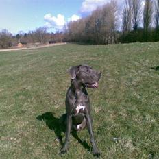 Grand danois Groggy himmelhund