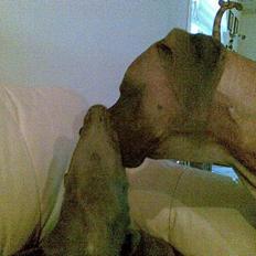 Grand danois Groggy himmelhund