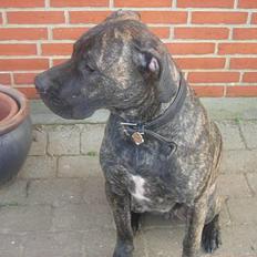 Dogo canario Capone *R.I.P 2009*